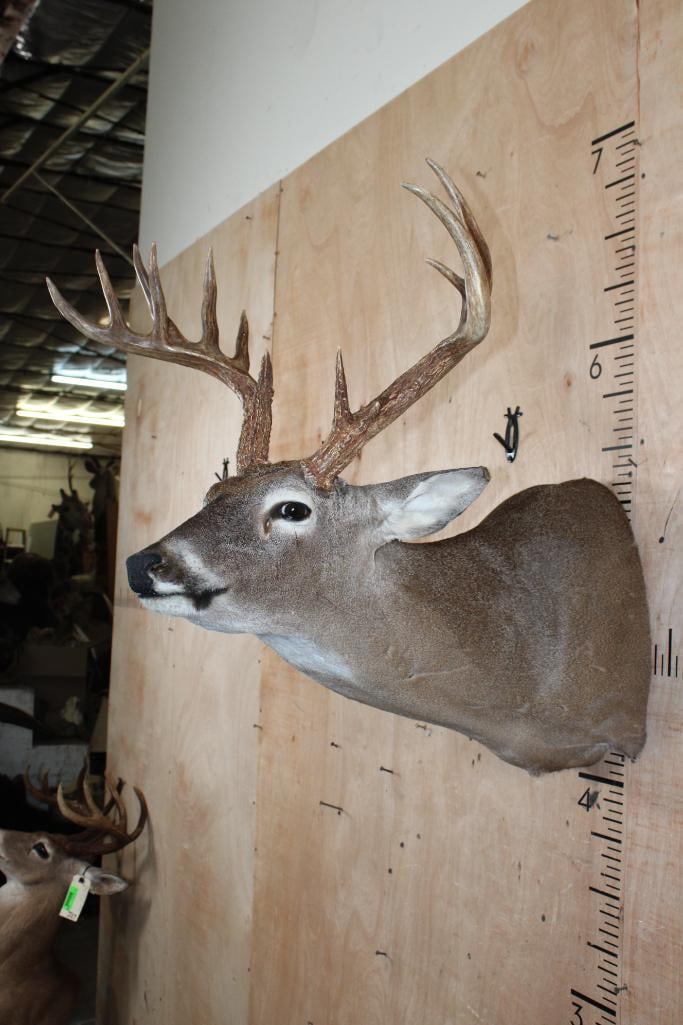 13-Point WHITETAIL DEER Shoulder Mount in a "Sneak" Pose - 4