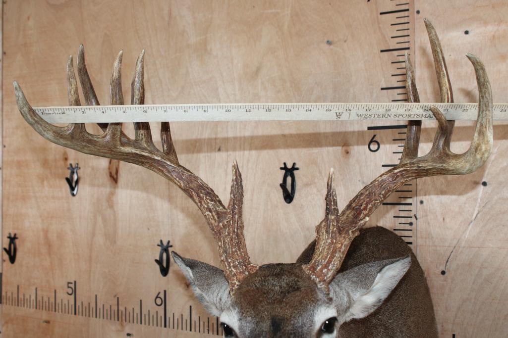 13-Point WHITETAIL DEER Shoulder Mount in a "Sneak" Pose - 5