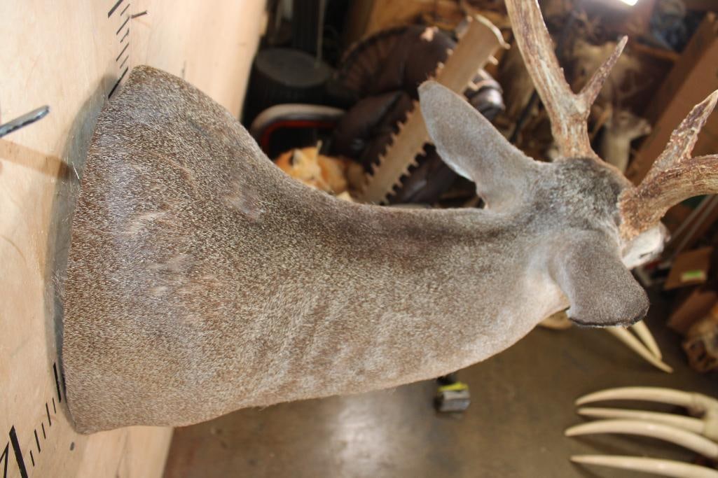13-Point WHITETAIL DEER Shoulder Mount in a "Sneak" Pose - 6