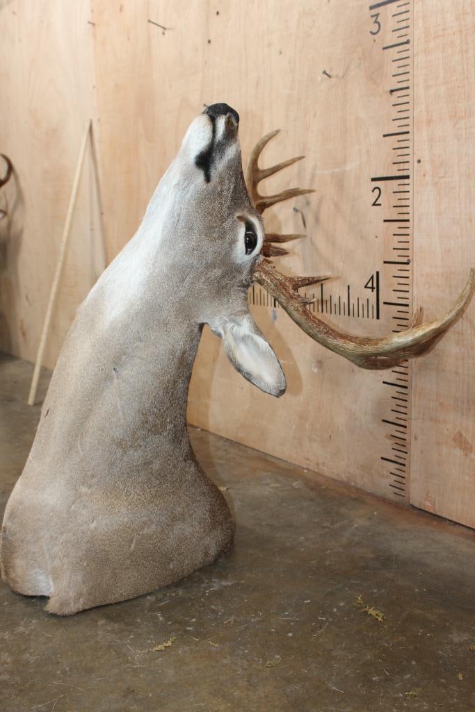 13-Point WHITETAIL DEER Shoulder Mount in a "Sneak" Pose - 7