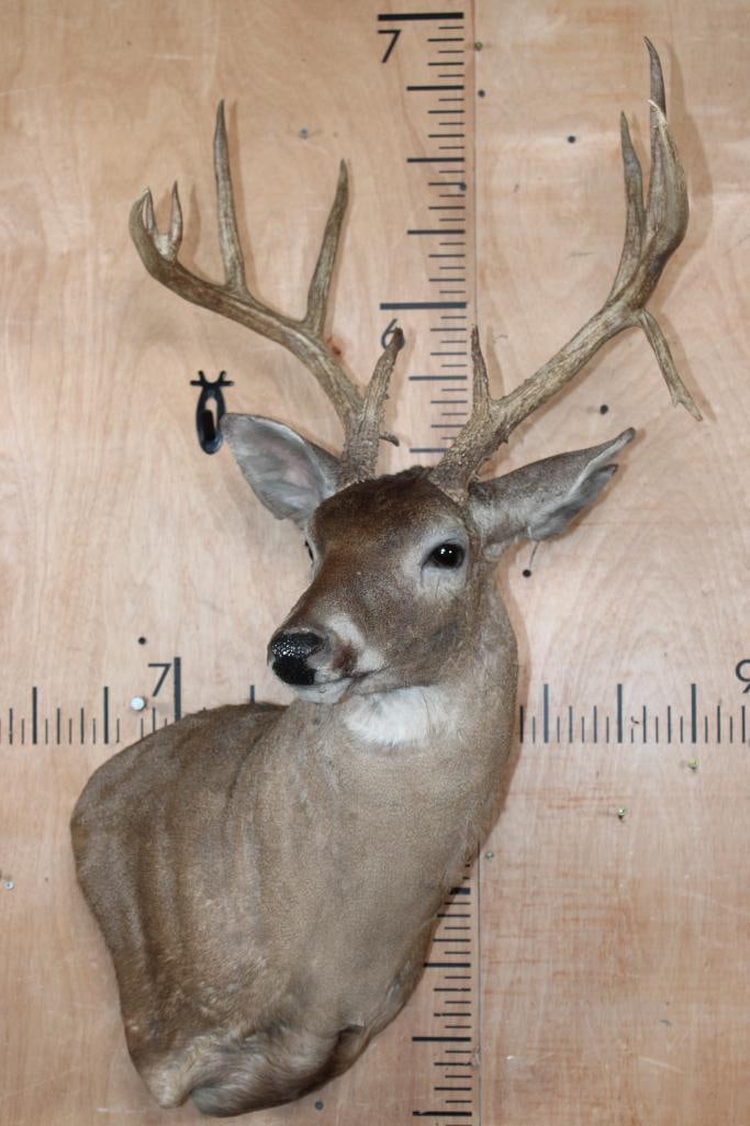 12-Point WHITETAIL DEER Wall Pedestal Mount - 2