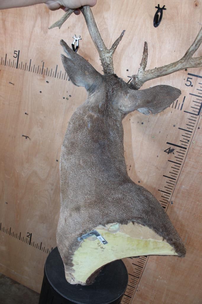 12-Point WHITETAIL DEER Wall Pedestal Mount - 7