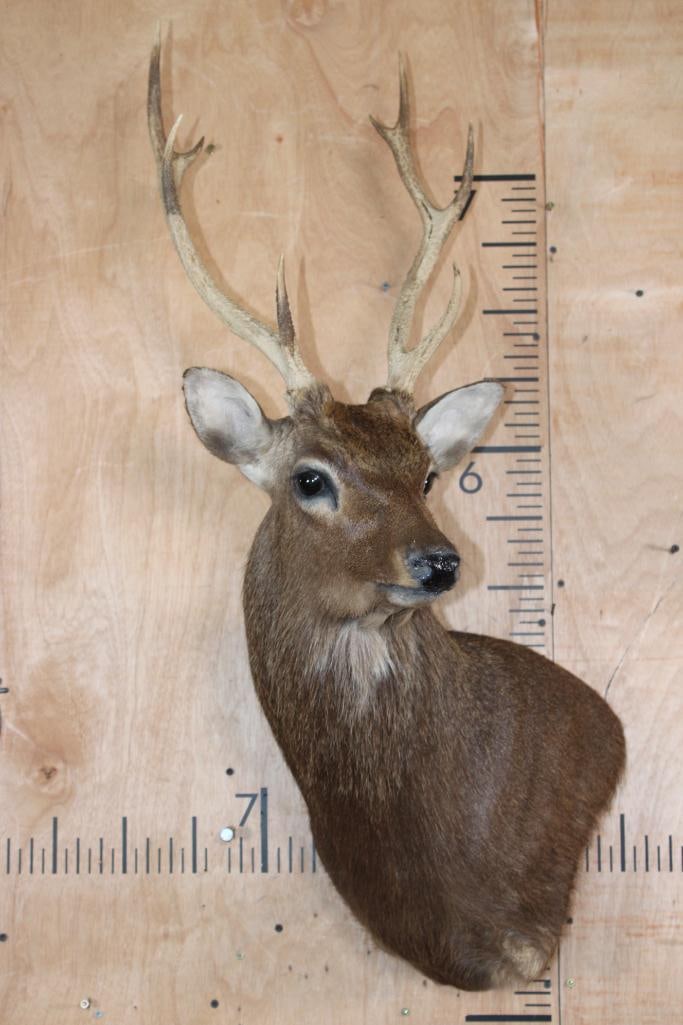 8-Point SIKA DEER Wall Pedestal - 2