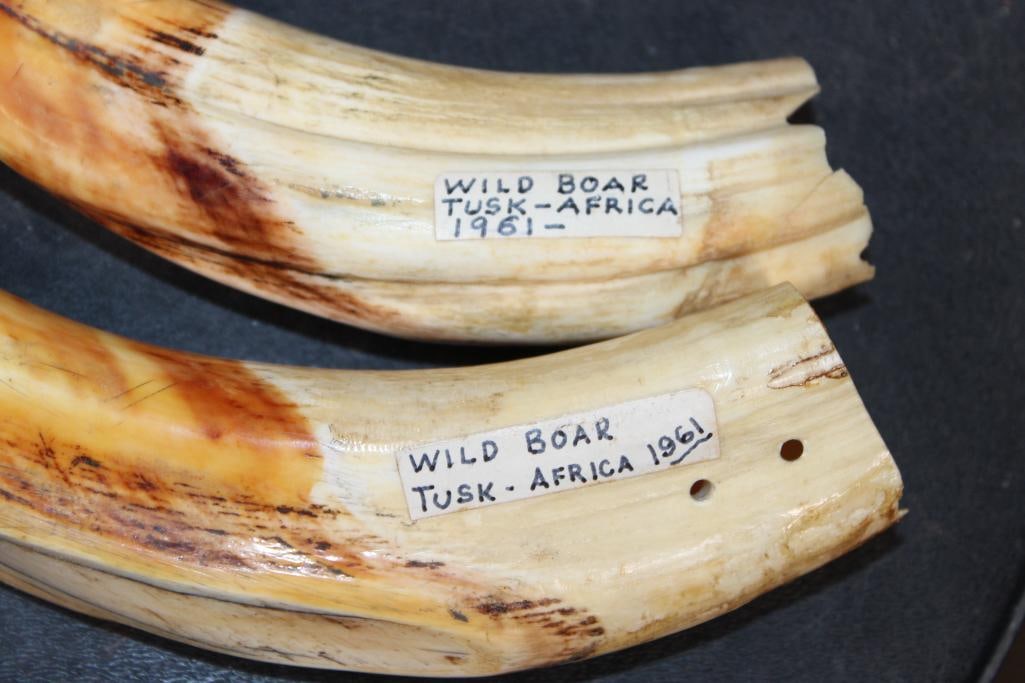 Big Set of WARTHOG Tusks from 1961 - 2
