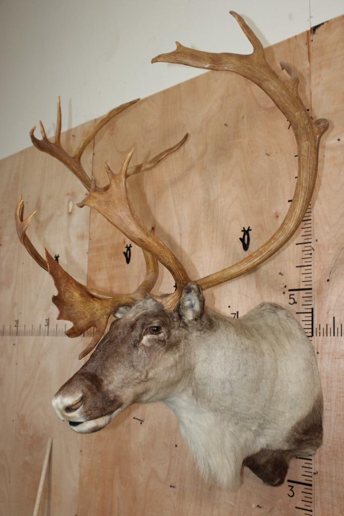 Big 23-Point CARIBOU Shoulder Mount - 2