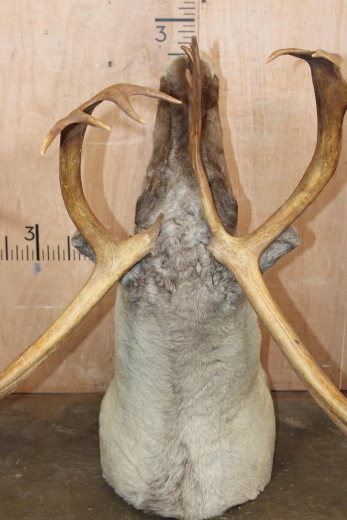 Big 23-Point CARIBOU Shoulder Mount - 7