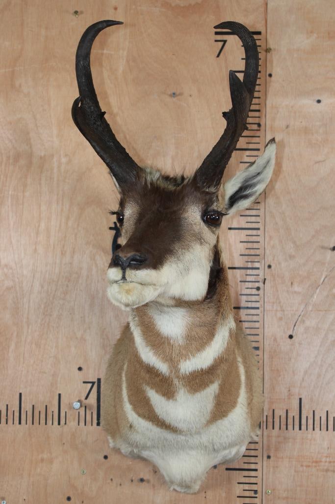 PRONGHORN Shoulder Mount - 2