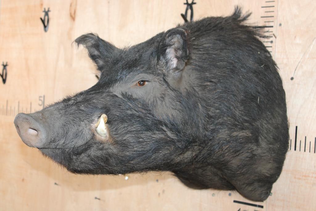 BOAR or WILD HOG Shoulder Mount - 2