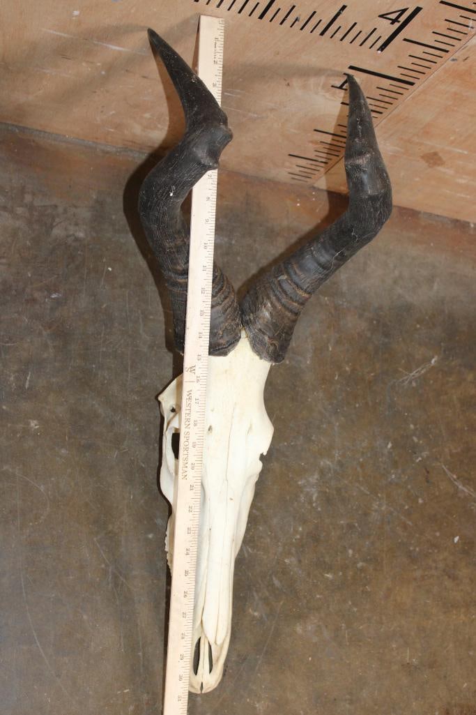 Big RED HARTEBEEST Skull with All its Teeth - 2