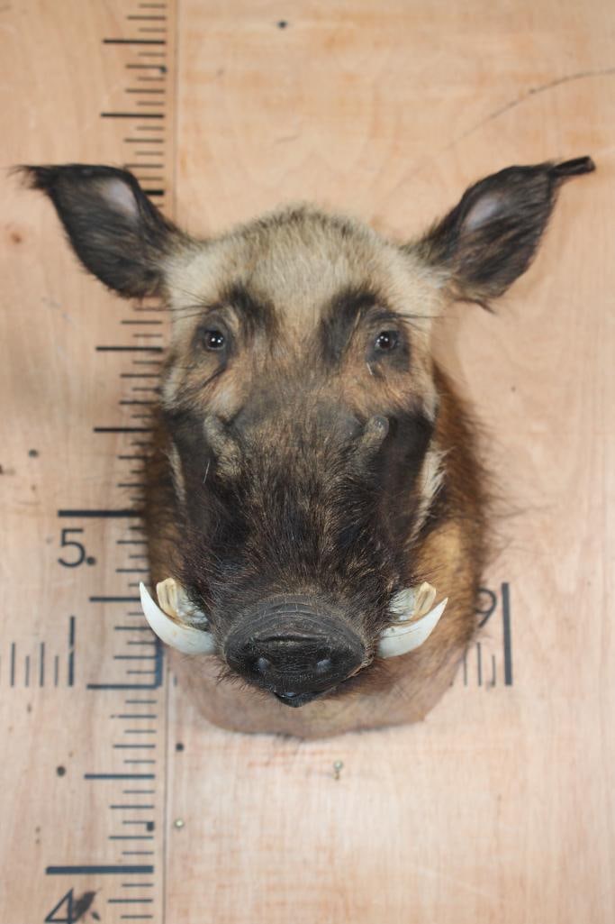BUSHPIG Shoulder Mount - 2