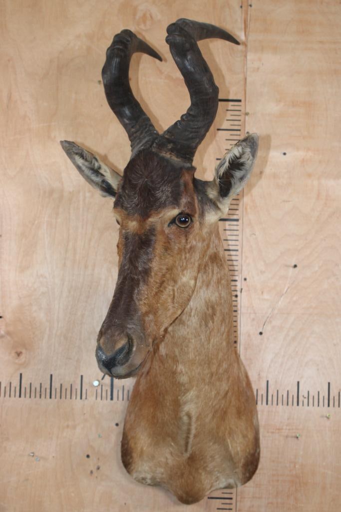 RED HARTEBEEST Shoulder Mount - 2