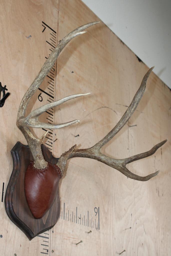 9-Point MULE DEER Antler Rack mounted on a Wood Plaque - 2