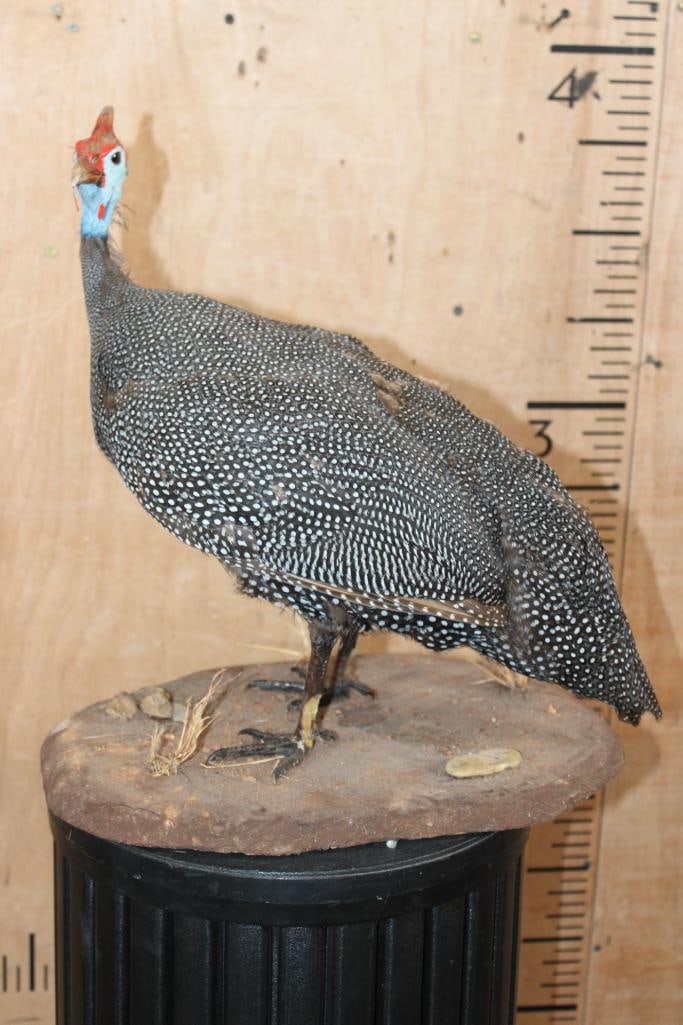 GUINEA FOWL Bird Mounted on a Natural Base - 2