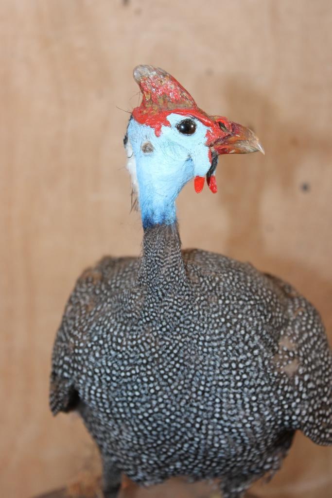GUINEA FOWL Bird Mounted on a Natural Base - 7