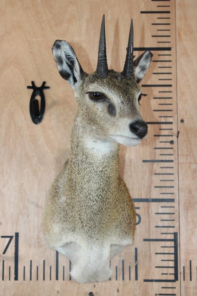 KLIPSPRINGER Shoulder Mount - 2