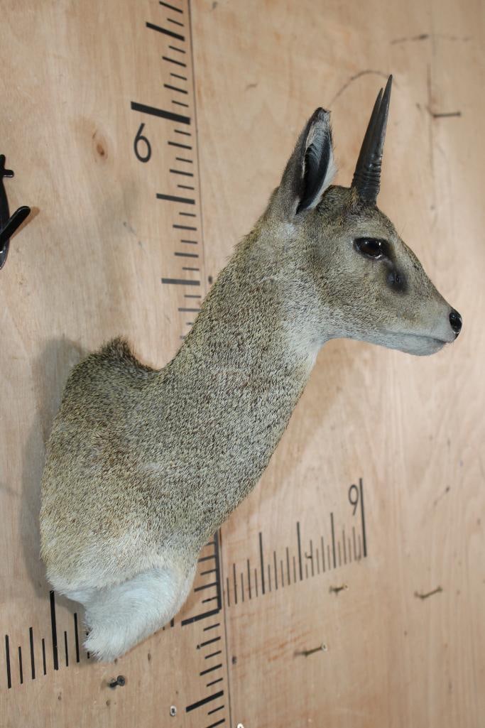 KLIPSPRINGER Shoulder Mount - 3