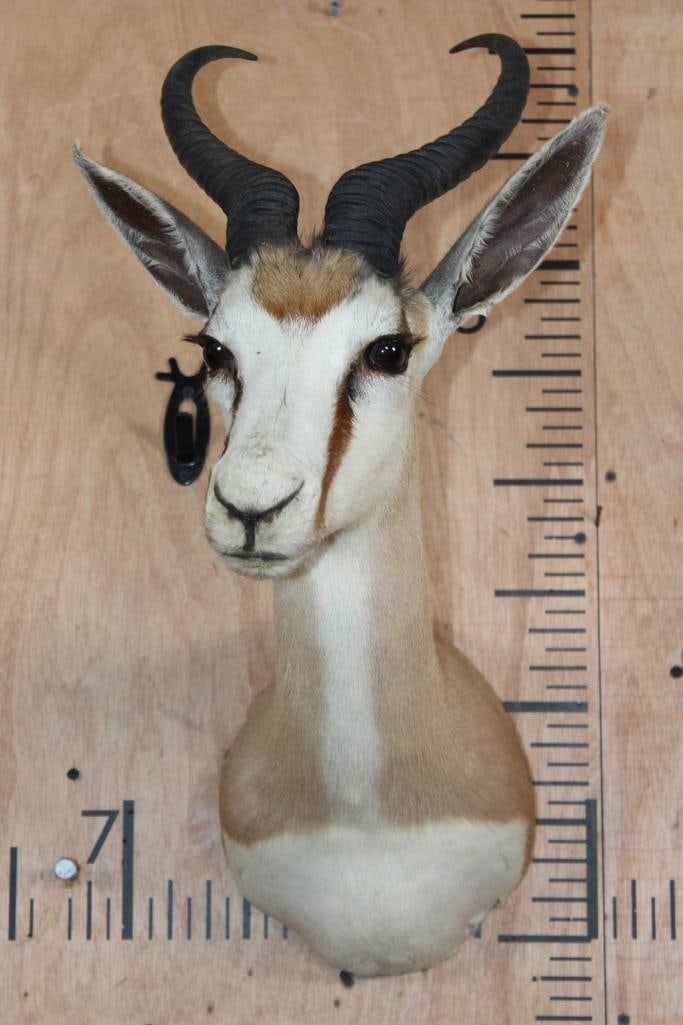 SPRINGBOK Shoulder Mount - 2