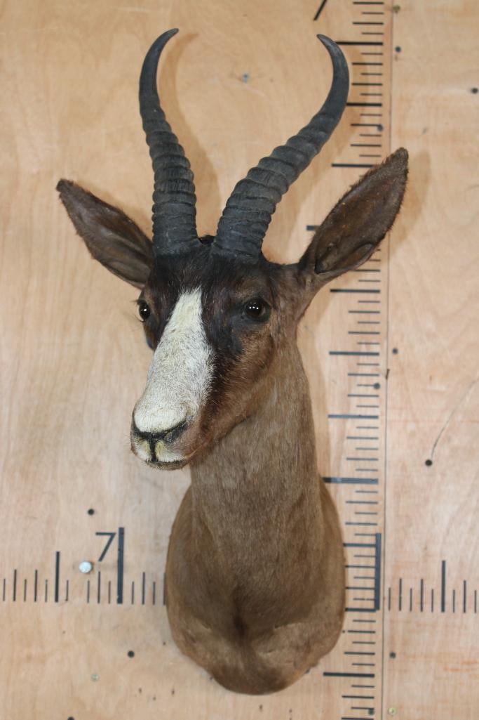 Chocolate SPRINGBOK Shoulder Mount - 2