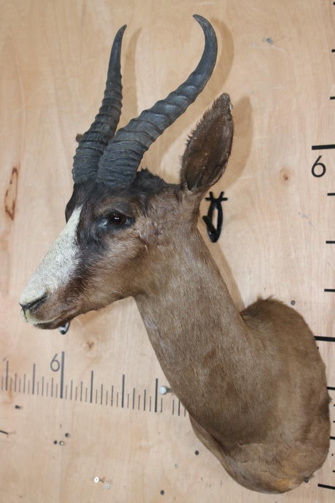 Chocolate SPRINGBOK Shoulder Mount - 3