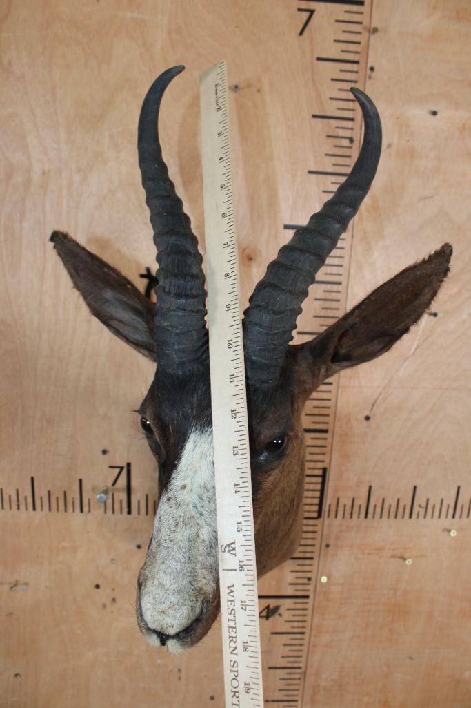 Chocolate SPRINGBOK Shoulder Mount - 5