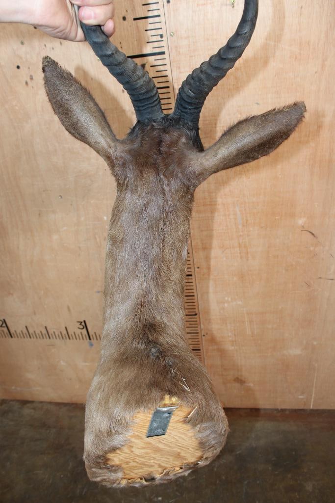 Chocolate SPRINGBOK Shoulder Mount - 6