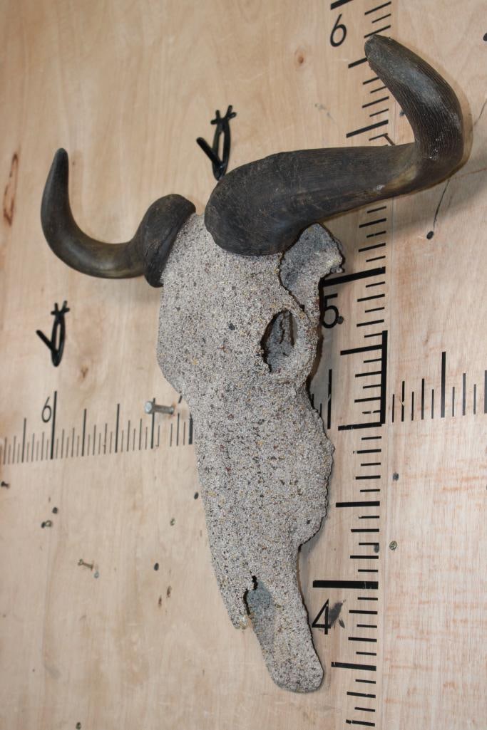BLUE WILDEBEEST Skull with a "Rocky" Spray Texture - 2