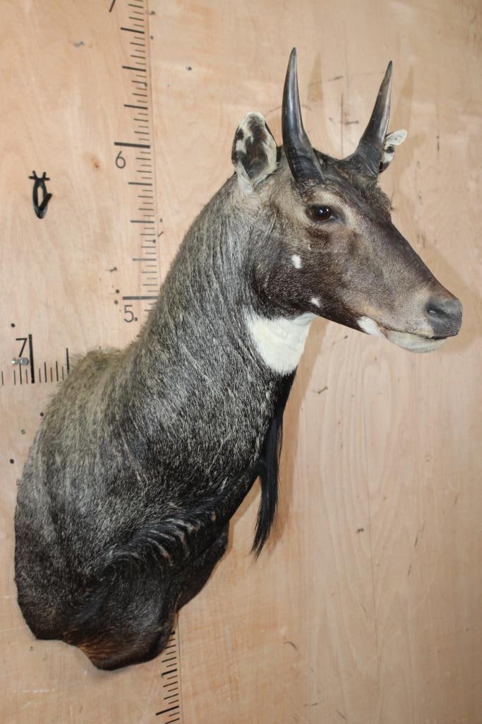 Big NILGAI Bull Shoulder Mount - 2