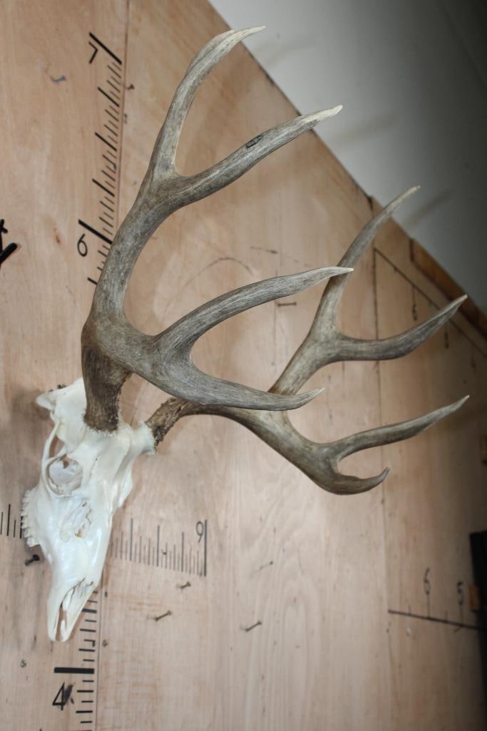 11-Point MULE DEER Skull with All its Teeth - 2