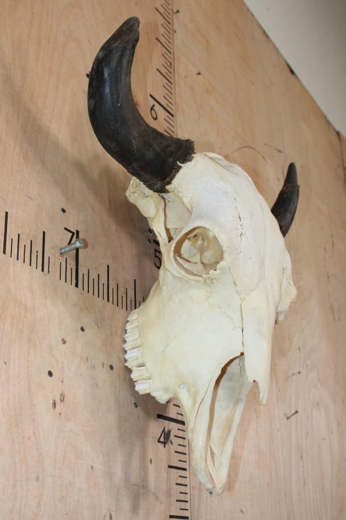 BISON or BUFFALO Skull - 2