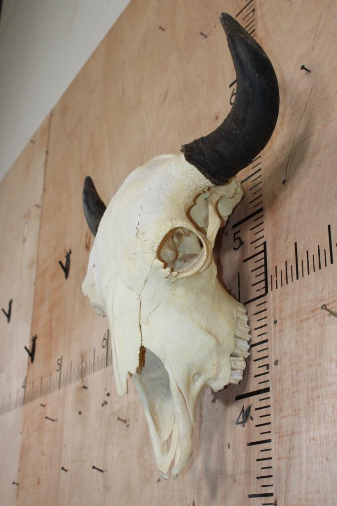 BISON or BUFFALO Skull - 3