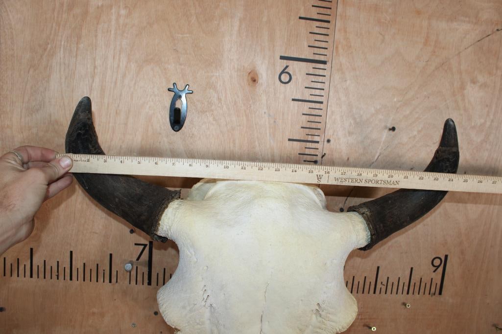 BISON or BUFFALO Skull - 4