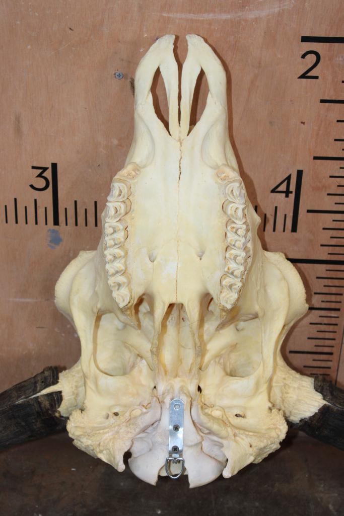 BISON or BUFFALO Skull - 5