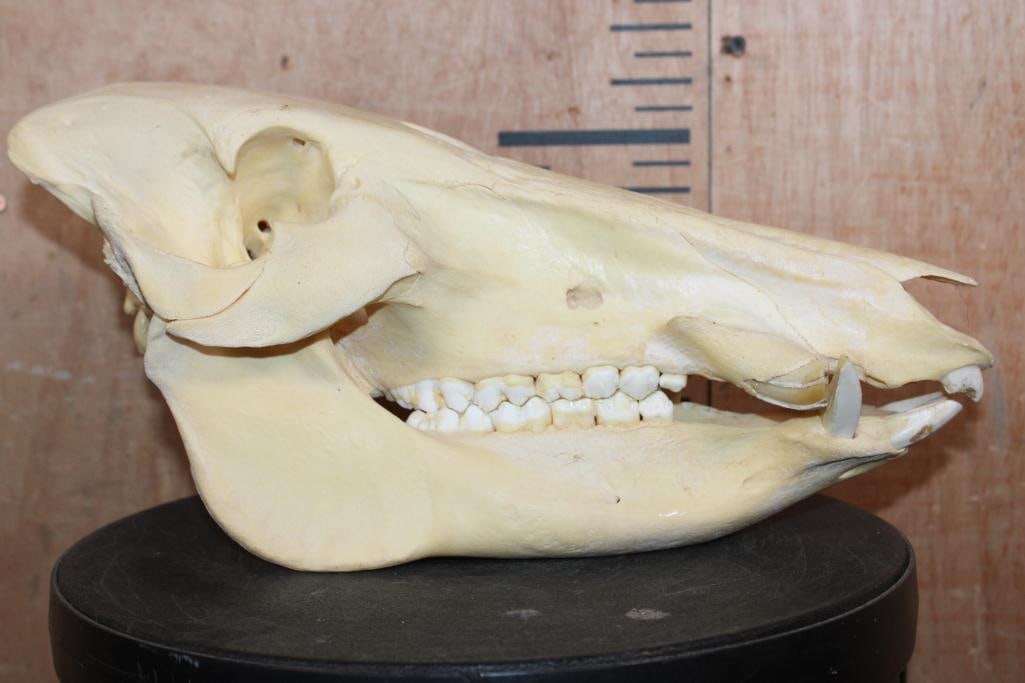 Big HOG or WILD BOAR Skull - 2