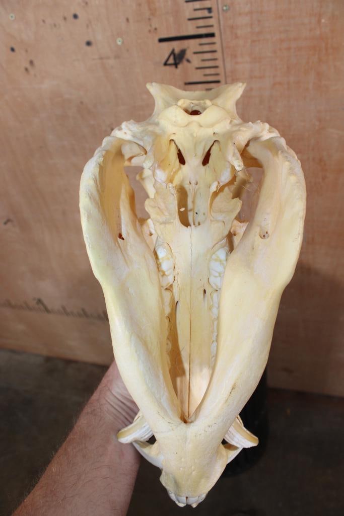 Big HOG or WILD BOAR Skull - 7