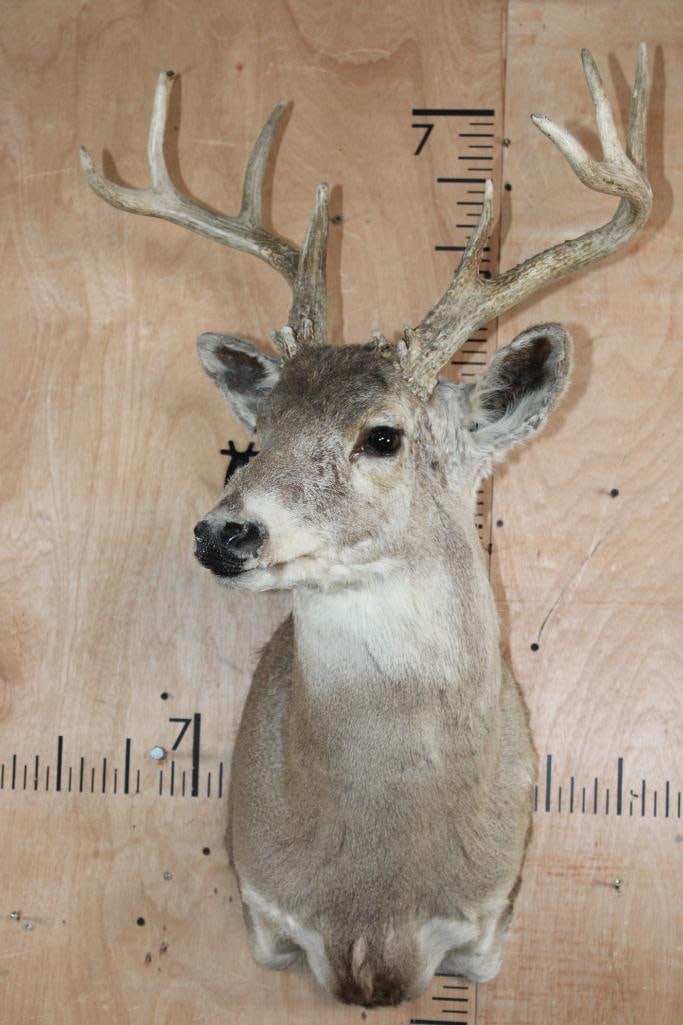 11-Point WHITETAIL DEER Shoulder Mount - 2