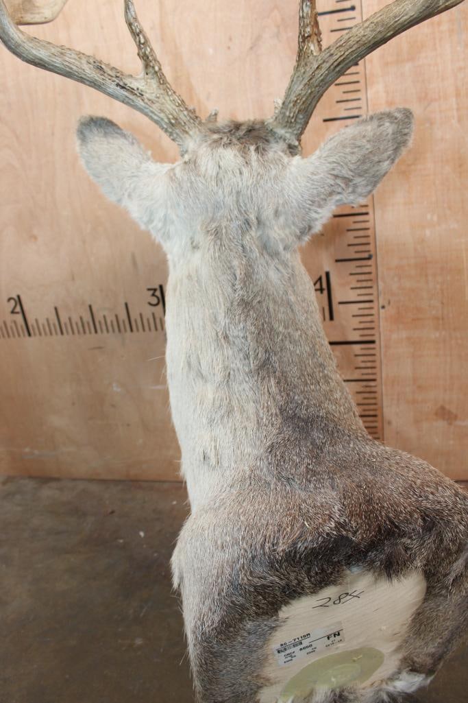 11-Point WHITETAIL DEER Shoulder Mount - 7