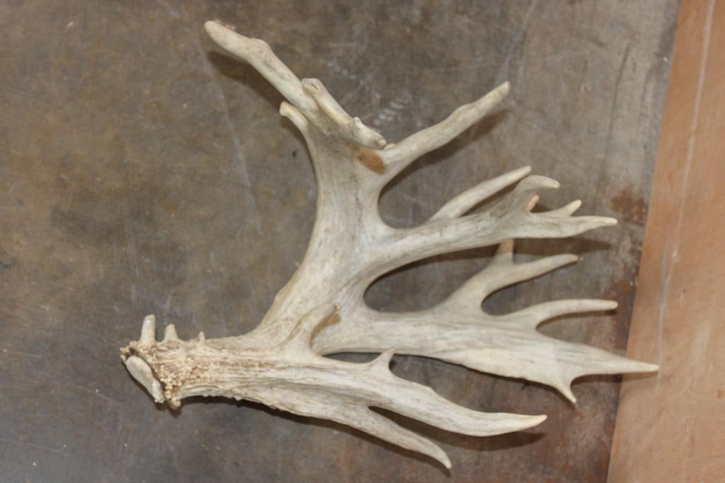 Big Set of 32-Point WHITETAIL DEER Sheds - 2
