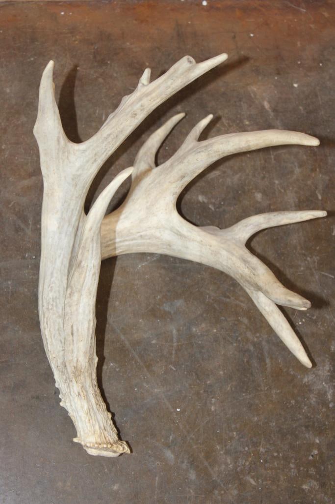 Big Set of 32-Point WHITETAIL DEER Sheds - 3