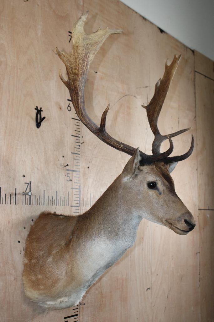 COMMON FALLOW DEER Shoulder Mount - 2