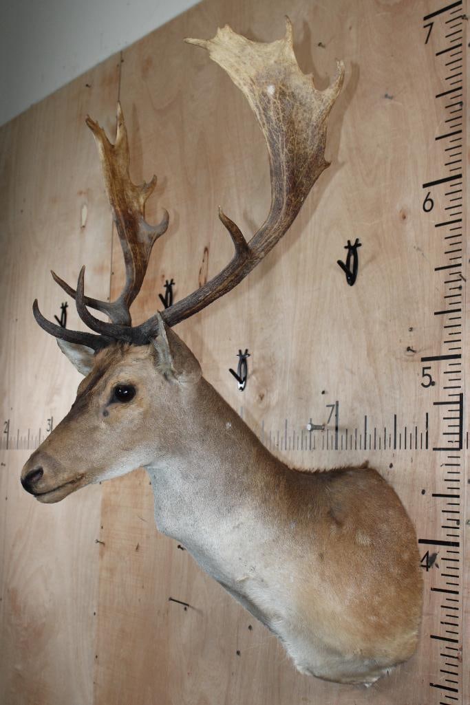 COMMON FALLOW DEER Shoulder Mount - 3