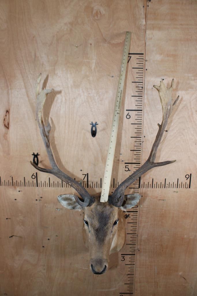 COMMON FALLOW DEER Shoulder Mount - 4