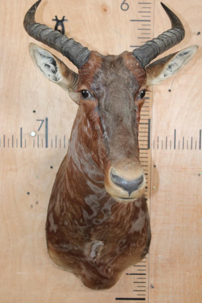 TSESSEBE Shoulder Mount - 2