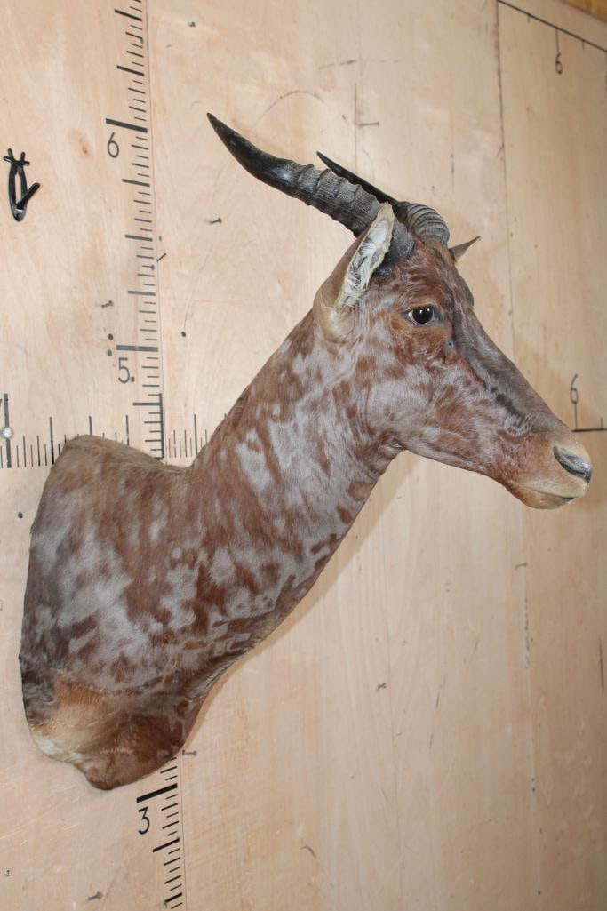 TSESSEBE Shoulder Mount - 3