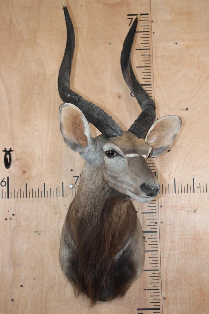 Big NYALA Shoulder Mount with Removable Horns - 2