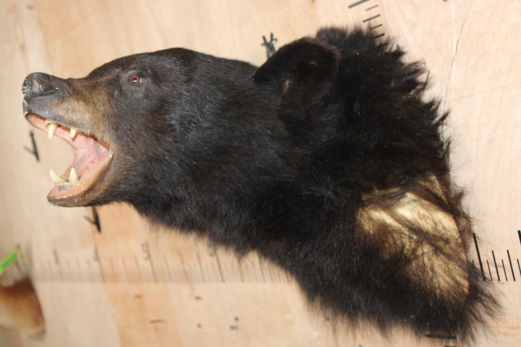 "Snarling" BLACK BEAR Shoulder Mount - 2