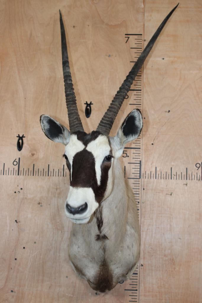 GEMSBOK Shoulder Mount - 2