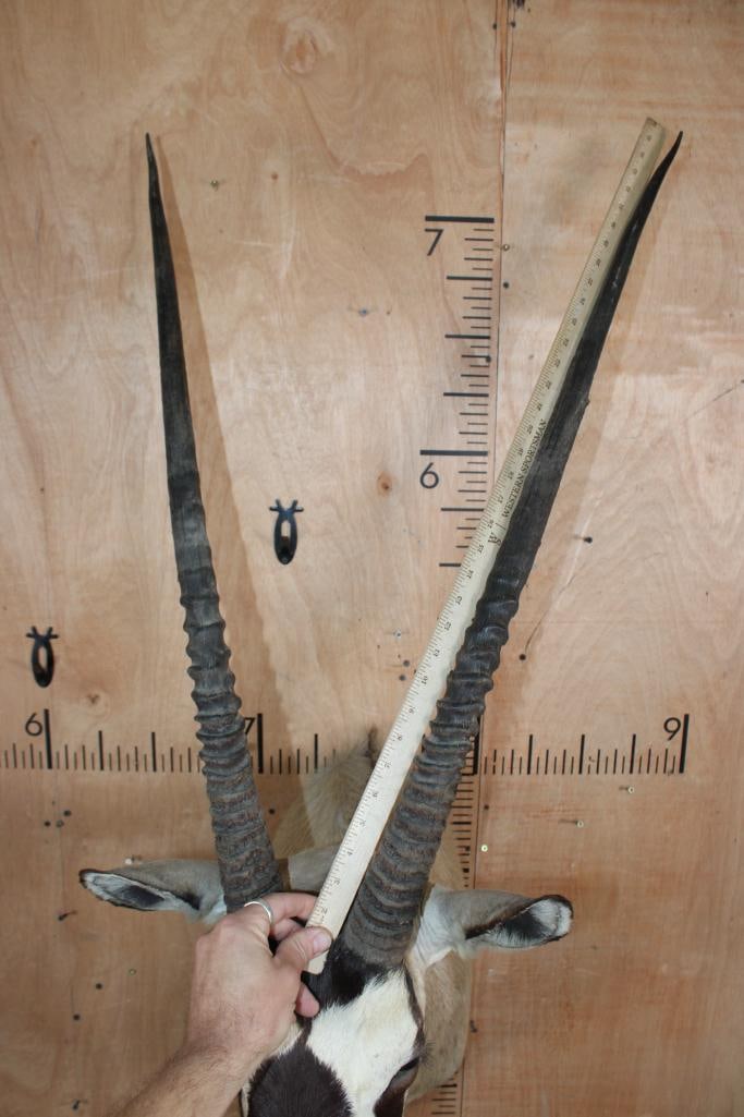 GEMSBOK Shoulder Mount - 7