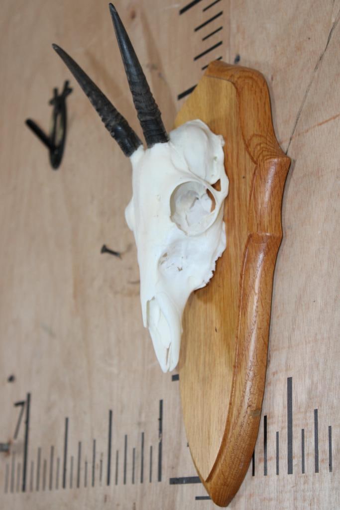DUIKER Skull on a Wood Plaque - 2