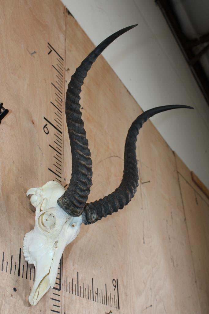 IMPALA Skull - 2