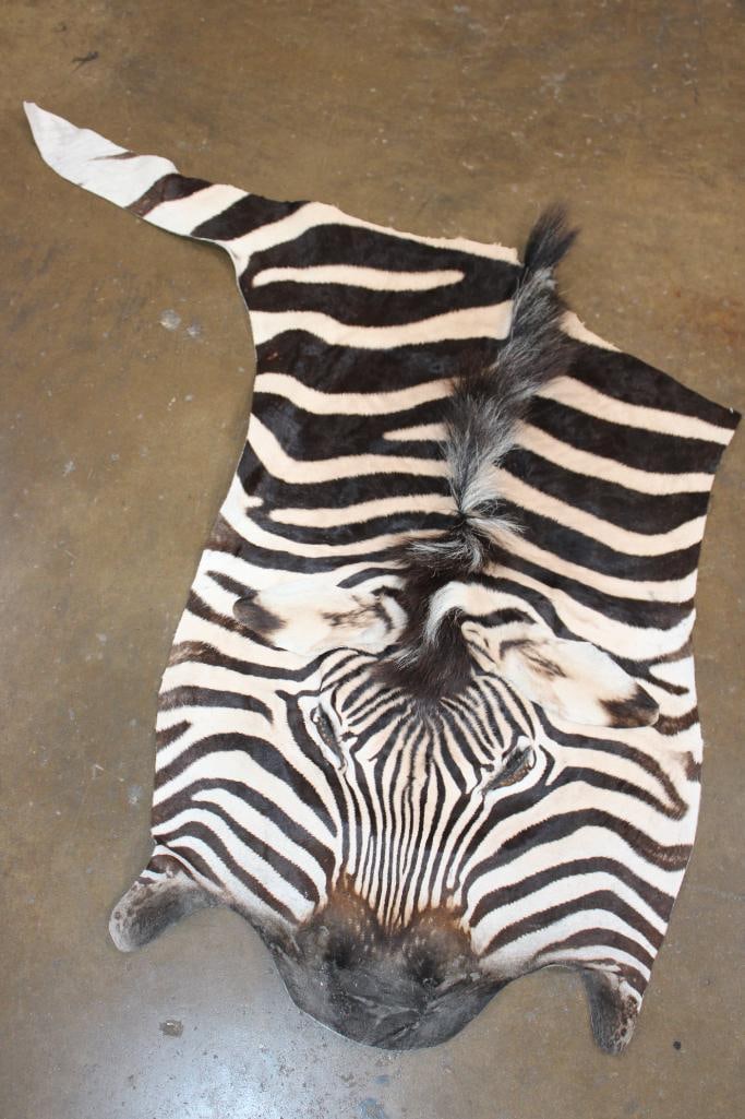 ZEBRA Head Hide Section (1 of 3)